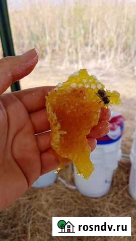 От пчел Сочи - изображение 1