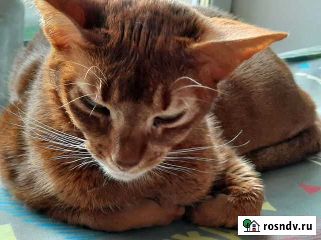 Домашняя передержка животных Ватутинки - изображение 1