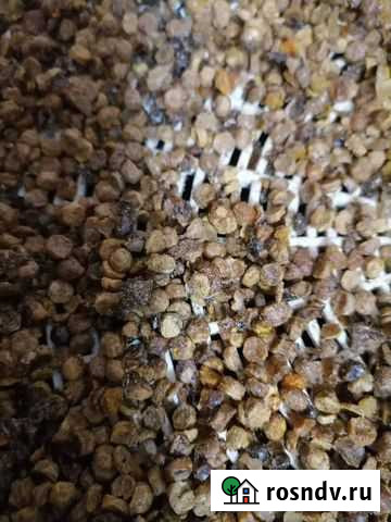 Перговая крошка Советский - изображение 1