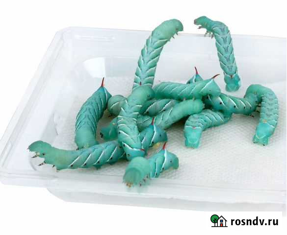 Сверчок, зофобас, блаптика для вашего питомца Томск - изображение 1