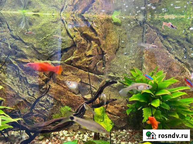 Аквариумная вода, для запуска аквариума и полива р Воронеж - изображение 1