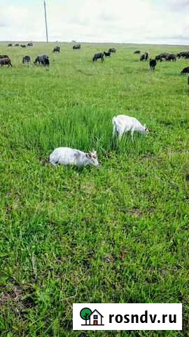 Продам козу Кемля - изображение 1