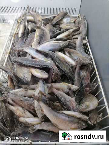 Рыба хариус Благовещенск - изображение 1