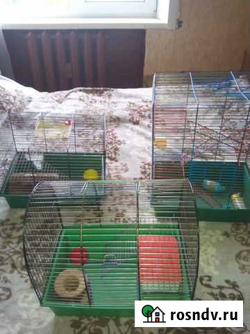 Клетки для грызунов бу Валдай - изображение 1