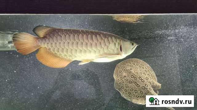 Арована Crossback Golden 24K 9999 Жемчужные скаты Рудня - изображение 1