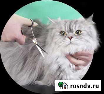 Стрижка кошек и собак Пушкино - изображение 1
