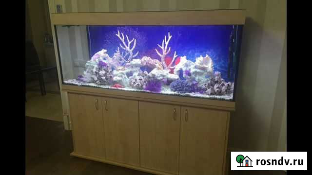 Аквариумы. Черепашники.Терариумы. Ростов Ростов-на-Дону - изображение 1