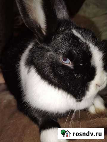 Декоративные кролики Феодосия - изображение 1