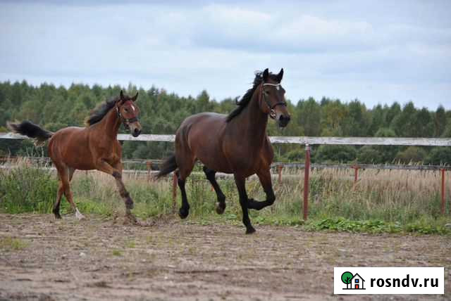 Лошадь орловский рысак Переславль-Залесский - изображение 1