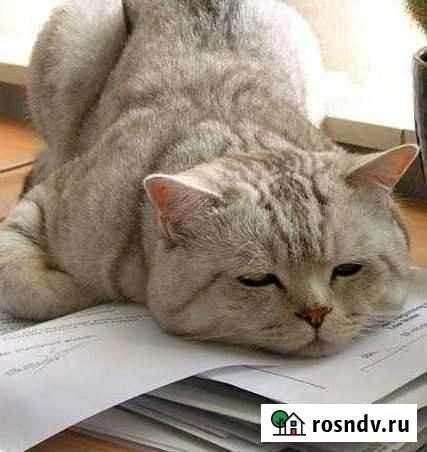 Бухгалтерские услуги Тольятти - изображение 1