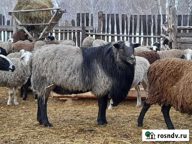 Баран Тимирязевский - изображение 1