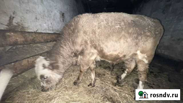 3 годовалых быка и 3 телки Стерлитамак - изображение 1