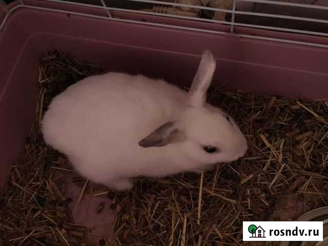 Декоративные кролики Шахты - изображение 1