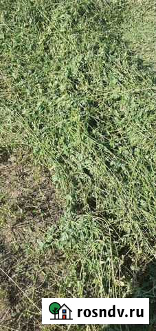 Продам сено люцерна Белогорск - изображение 1