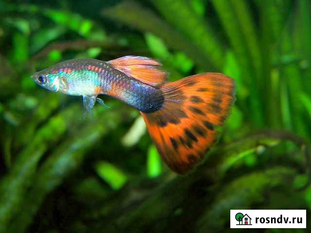 Гуппи Калининград - изображение 1