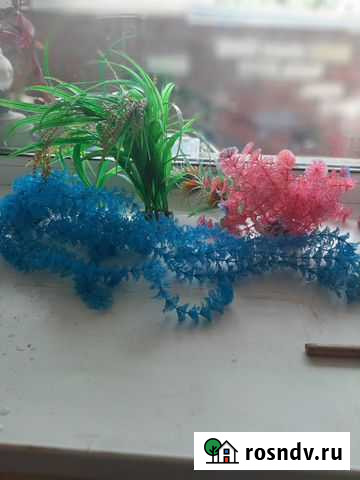 Аквариум Благовещенск - изображение 1