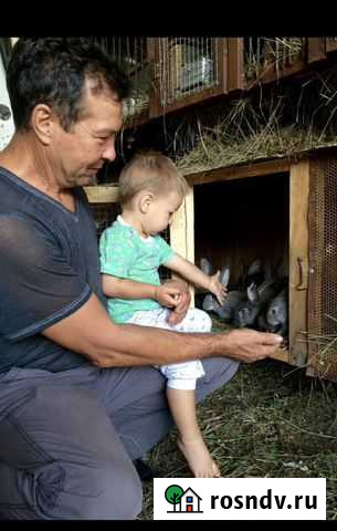 Мясо Кролика Челябинск - изображение 1