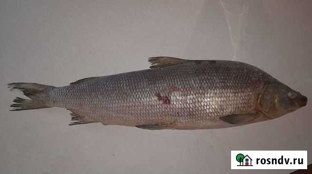 Муксун (свежий улов), сугудай, слабосолёный Омск - изображение 1