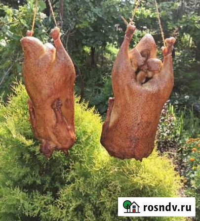 Домашняя утка Апшеронск - изображение 1