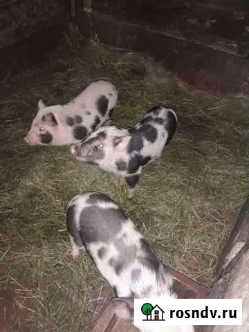 Продам въетнамских порасят Суджа - изображение 1