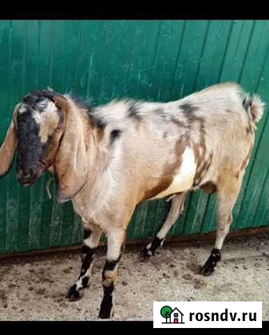 Нубийский козел Суслонгер - изображение 1