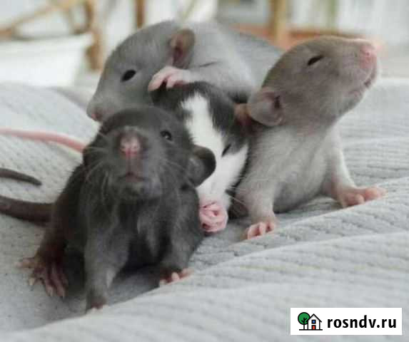 Крысята Выборг - изображение 1