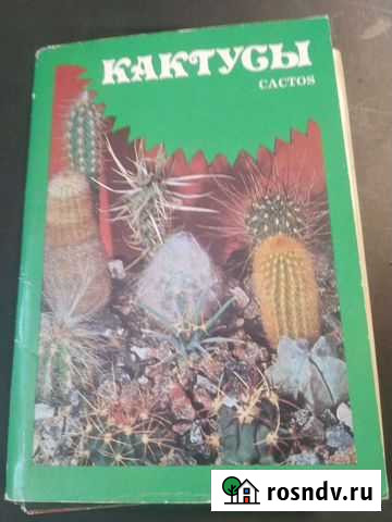 Комплект фото открыток. Кактусы Москва - изображение 1