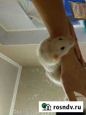 Крыса дамбо Октябрьский - изображение 1