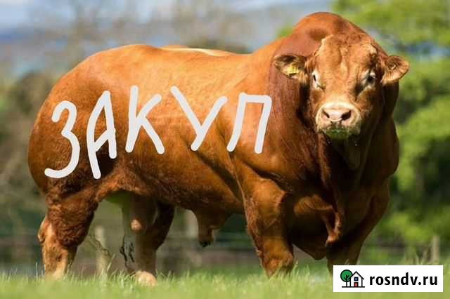 Перевозка коров и молодняка крс Омск - изображение 1