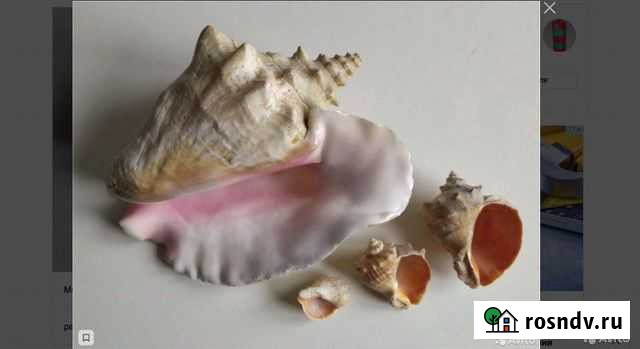 Ракушки Пролетарский - изображение 1