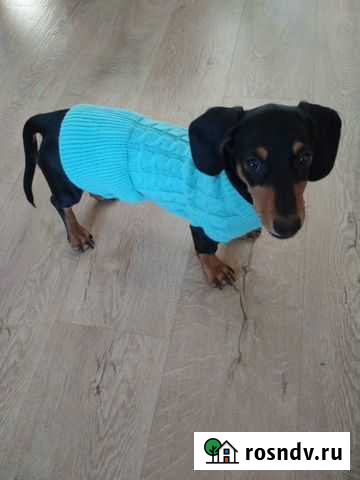 Кофта для собак Кемерово - изображение 1