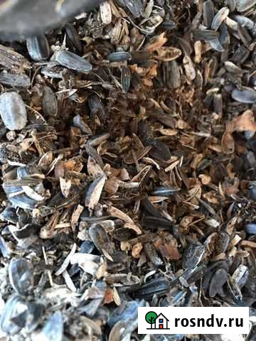 Отходы семечки лежат на улице сложены конусом Гулькевичи - изображение 1