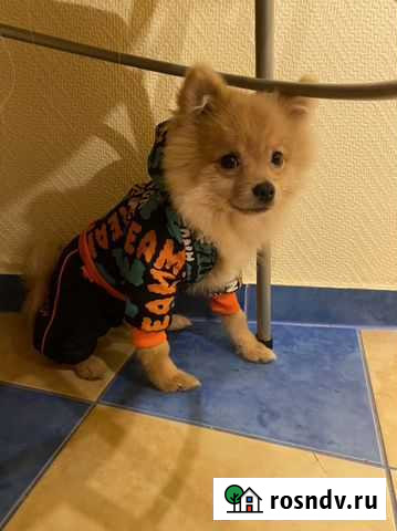 Курточка для собачки Волгоград - изображение 1