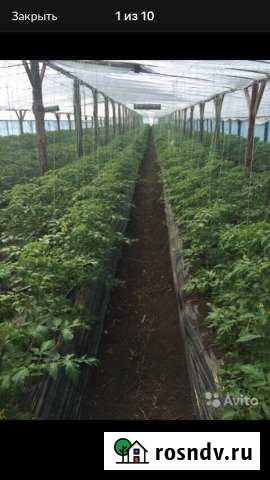 Участок СНТ, ДНП 38 сот. на продажу в Нововеличковской Нововеличковская - изображение 1