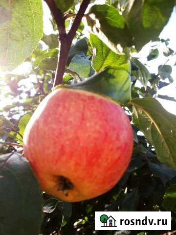 Участок СНТ, ДНП 10 сот. на продажу в Садовом Садовый - изображение 1