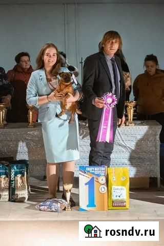 Услуги Хендлера Ковров - изображение 1