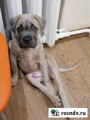 Передержка собак Ухта - изображение 1