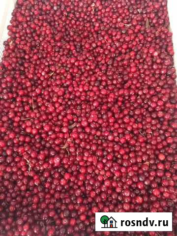 Клюква брусника морошка Пенза - изображение 1