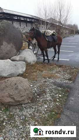 Лошадь Алтуд - изображение 1