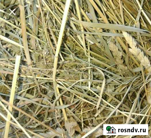 Сено люцерны Сарапул - изображение 1