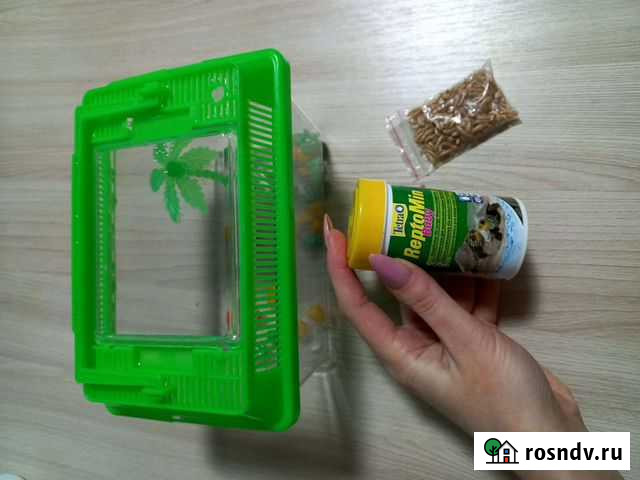 Для черепашки Чебоксары - изображение 1