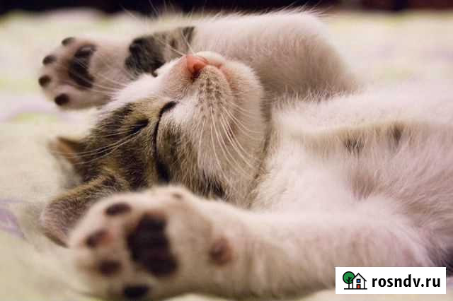 Передержка животных Мурманск - изображение 1