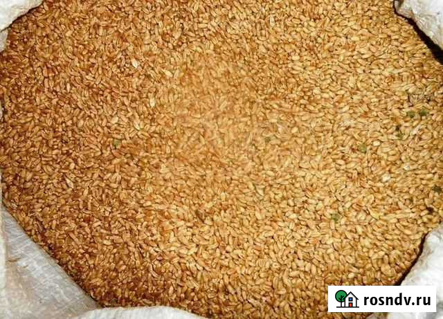 Пшеница и кукуруза Архангельская - изображение 1