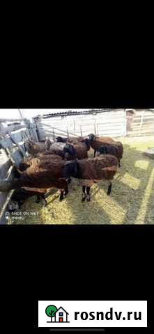 Бараниня, овцы Пугачев - изображение 1