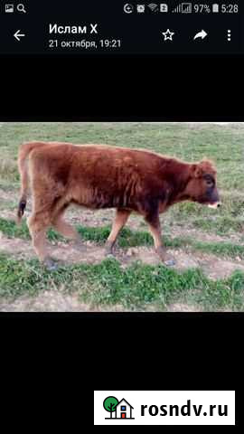 Тёлки Преградная - изображение 1