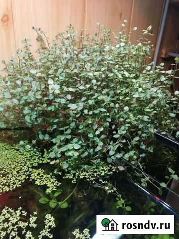 Растения для аквариума Нижний Новгород - изображение 1