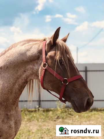 Конные Прогулки Ногинск - изображение 1
