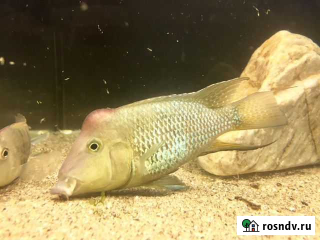 Аквариумные рыбки Краснодар - изображение 1