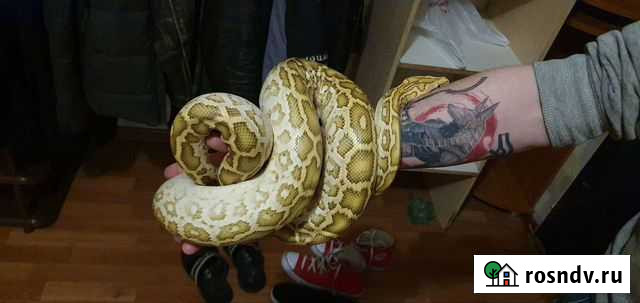 Змея Лобня - изображение 1