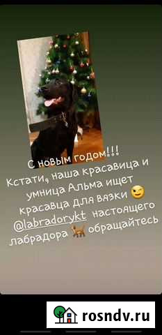 Лабрадор для вязки Якутск - изображение 1